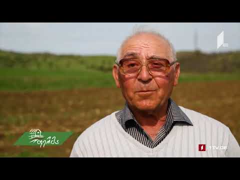 საქართველო   ხორბლის სამშობლო რვა ათასწლოვანი ისტორიით