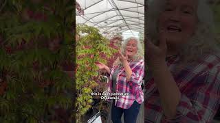 Japanese maples are stealing the spotlight right now 🍁