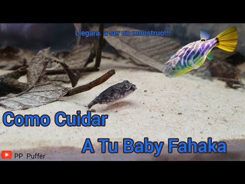 Video: Cómo mantener un Fahaka Puffer