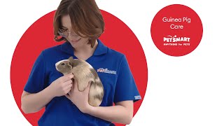 Comprehensive Care for Your Guinea Pig: Keeping Your Furry Friend Happy by PetSmart 134 views 3 weeks ago 3 minutes, 20 seconds