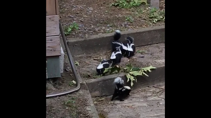 Orphaned Baby Skunks!