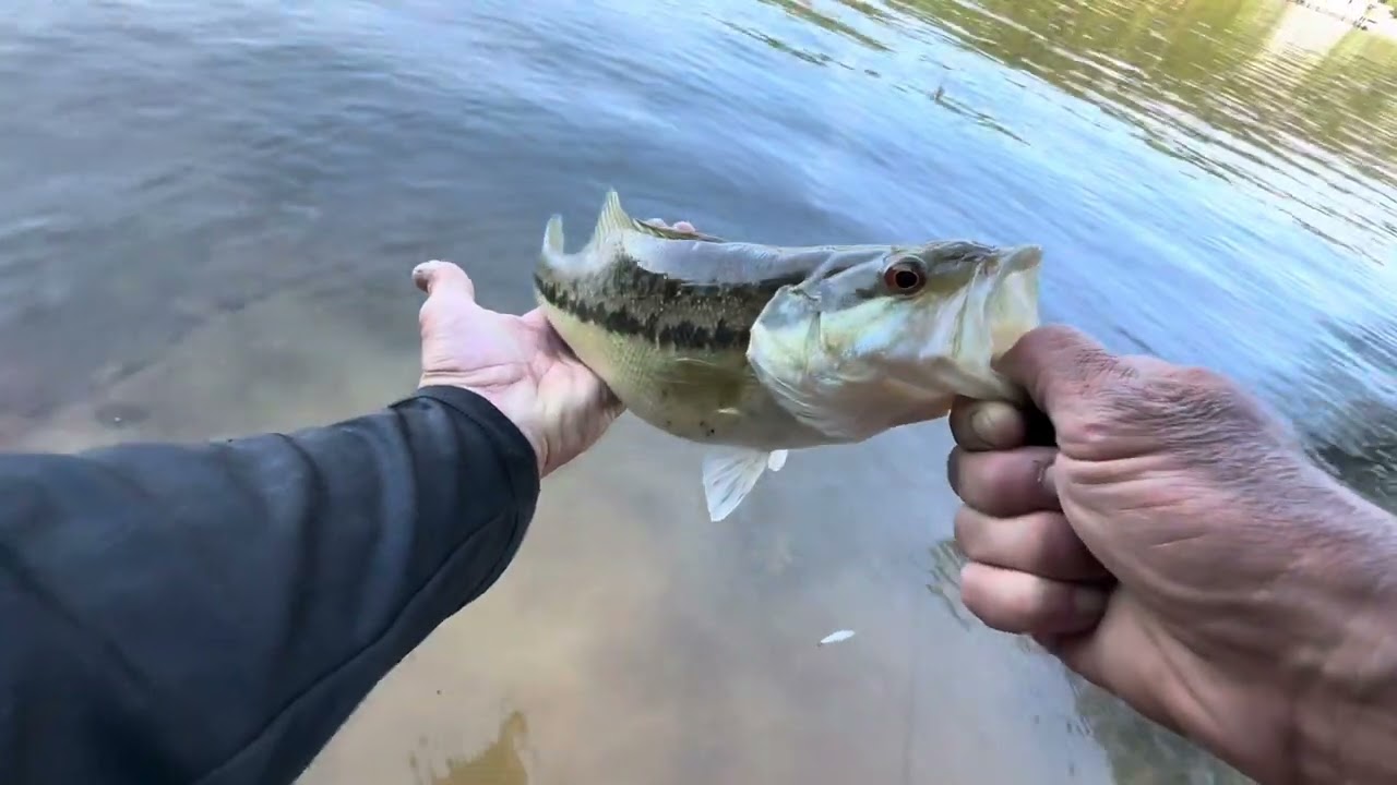 Bank fishing Bullards Bar for spotted bass!