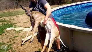 Man Pulls Deer Out Of His Pool And Wraps Him Up In A Towel