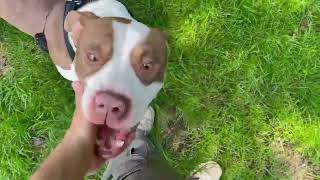 Tanks Official Adoption Video