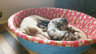 Multigen Australian Labradoodle Daddy Apollo playing with his puppies while Mom Rests... by Dreamydoodles Northwest 265 views 6 years ago 2 minutes, 25 seconds