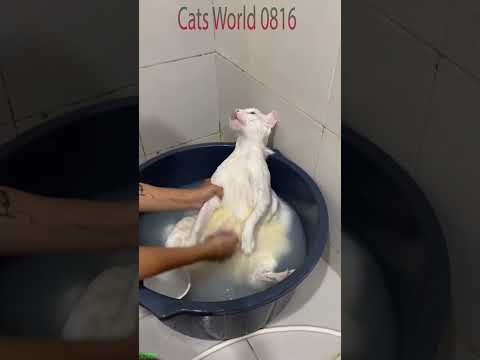 Funny Cats 2025 😅 Kitten meowing ❤️ # Episode 7167