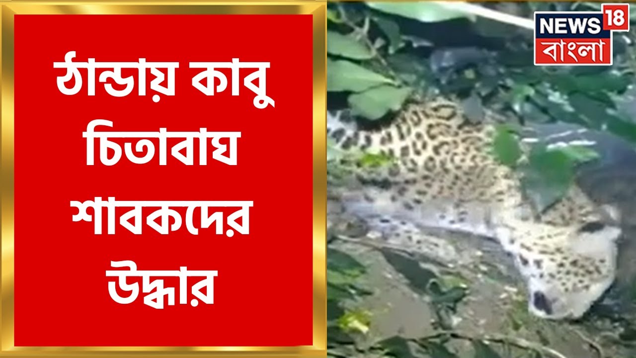 leopard-rescued