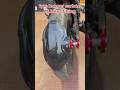Carbon Tyre Hugger Fitting 🔥 All Bikes Compatible | Carbon Fiber Look Bike Modification 😍 #shorts