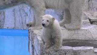 ホッキョクグマの赤ちゃん プールデビューの日4(りんごを食べる)