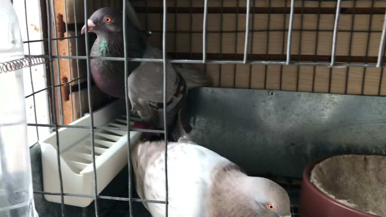 Parejas de Palomas de todo tipo