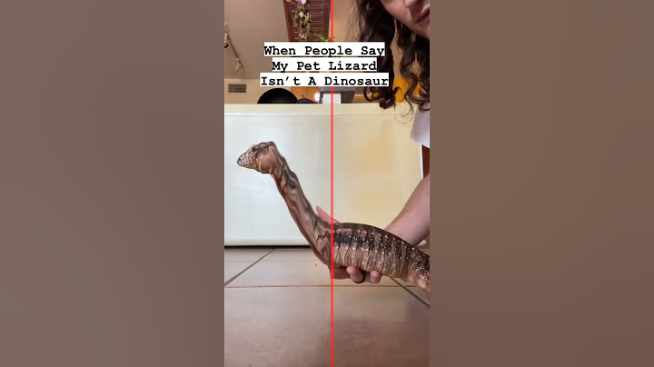 My Pet Dinosaur! | Herpin Hippie