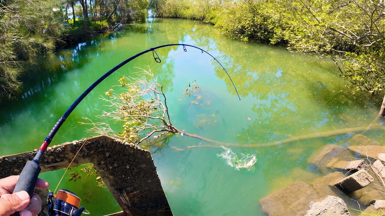 Canal & Drain Fishing, Flatty Comp, Soft Plastics, Catch n Cook...