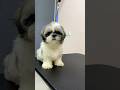 #shitzupuppy #shihtzu #pets #thrissur #groomingservices #youtubeshorts