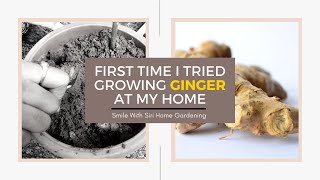 Grow Ginger! How to grow vegetables in containers/pots: harvest and grow quickly | Home gardening