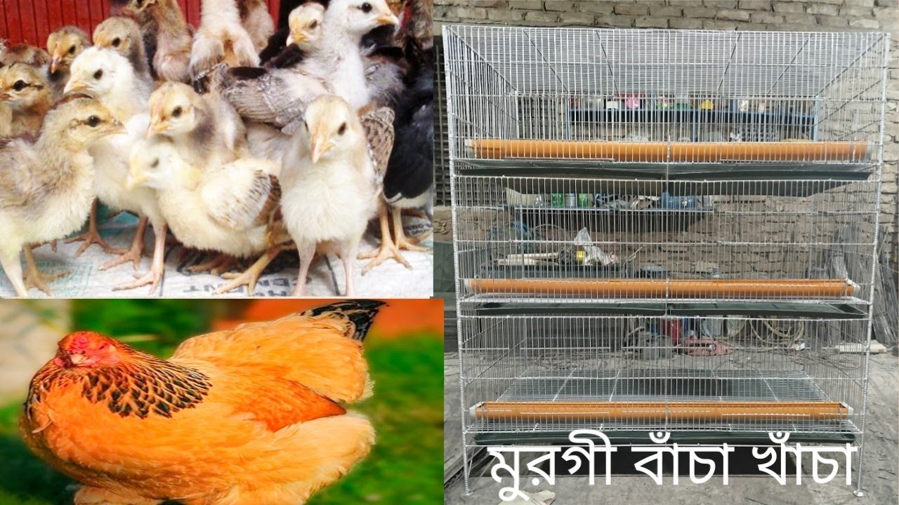 ৩০০ মুরগী বাচ্চার খাঁচা, সারা বাংলাদেশে ডেলিভারি। murgir bachchar khacha.cage hen.