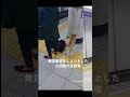 無賃乗車をしようとしたイッヌ容疑者www #Shorts #TikTok #犬