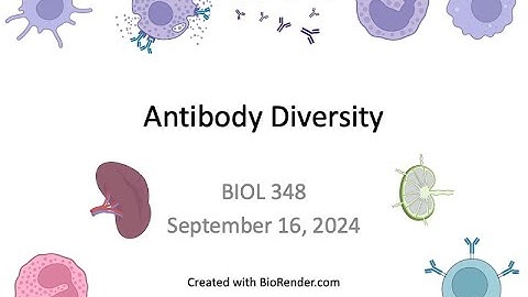 Immunology Fall 2024: Lecture 10 Diversity of Antibody Isotypes