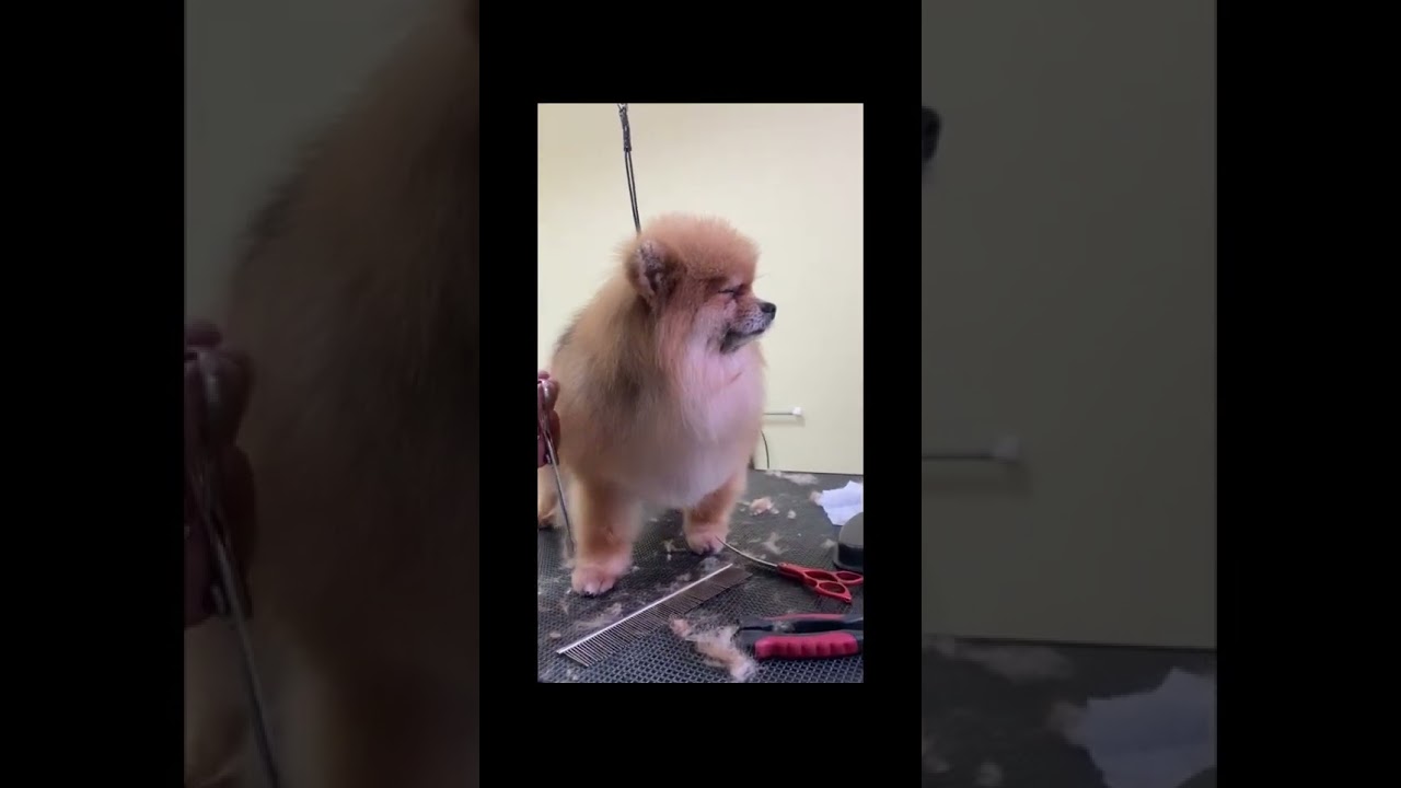 Они нас радуют. - YouTube