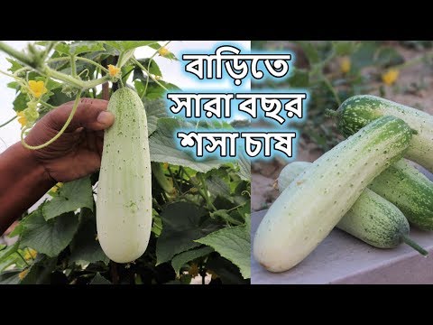 ভিডিও: চিরসবুজ গাছ কোথায় বাস করে?