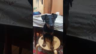 The Puppy Is Thinking