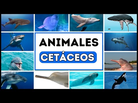 Video: El delfín mular del Mar Negro es una especie de mamífero marino altamente desarrollada