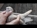 Голубеводы Германии 3/Tauben Taubenzüchter Deutschland's.Uzbek Pigeons