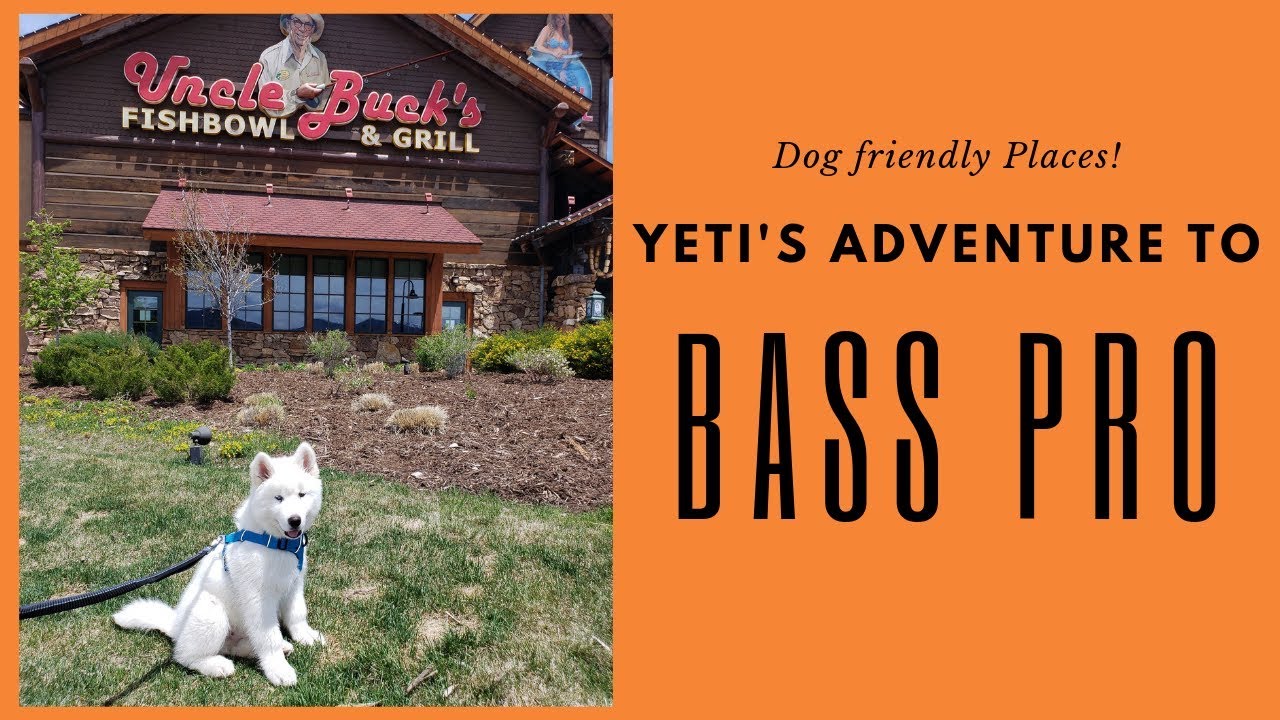 Bass Pro Dog Friendly Places,Training Dogs YouTube