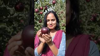 Black apple harvesting karungi #fypシ゚viral #blackapple #fruitsharvesting #aiyoutube #aishorts