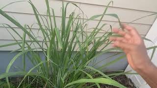 Lemongrass by Dr. Monica Aggarwal, MD 109 views 8 months ago 42 seconds