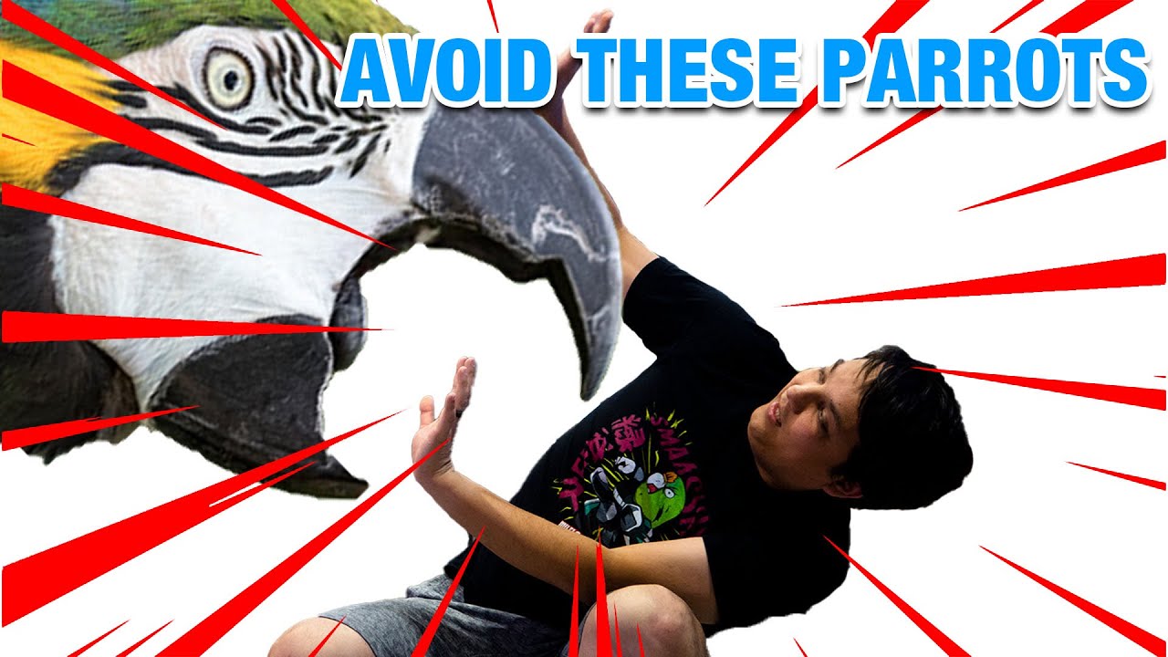 Пять популярных попугаев, которых следует избегать