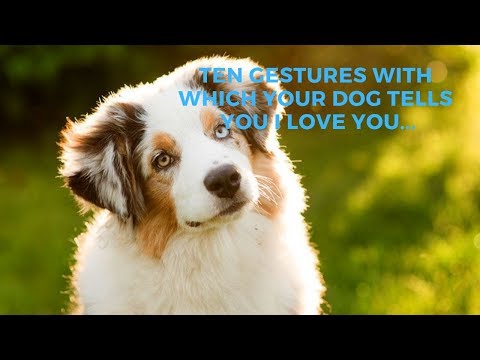 The 10 Signs Your Dog Uses to Express His Love for You [Research]