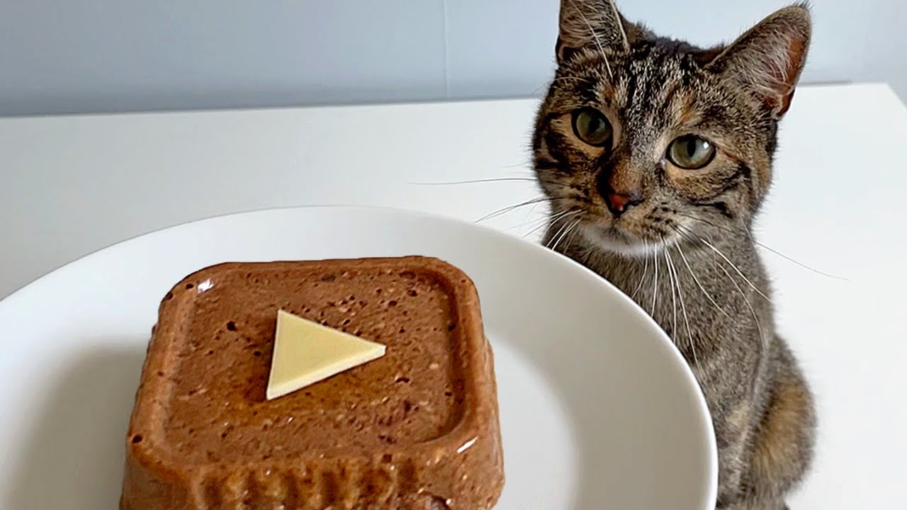 Cat Eating Play Button | ASMR 🎧 Wet Food