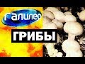 Галилео. Грибы 🍄 Mushrooms