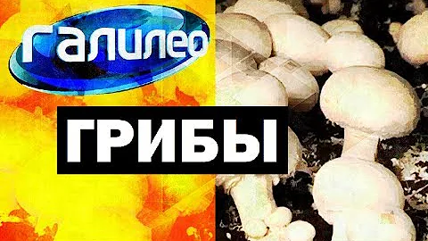 Галилео. Грибы 🍄 Mushrooms