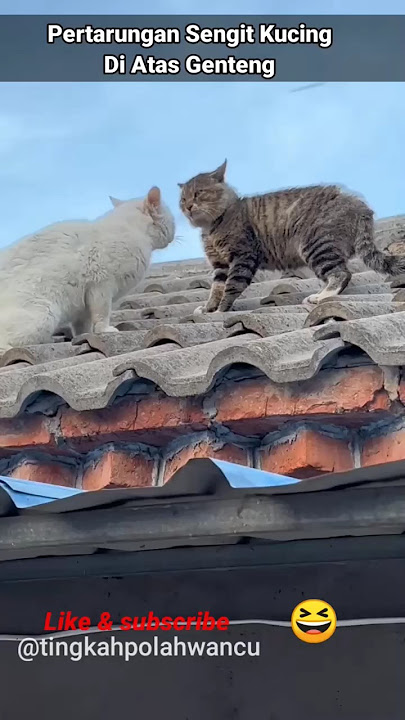 Pertarungan Sengit Kucing Di Atas Genteng #shorts #cutecat #catlovers #kucinglucu #hewanlucu