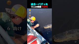 過去一バズった ! ? ワニの瞬間 TOP6