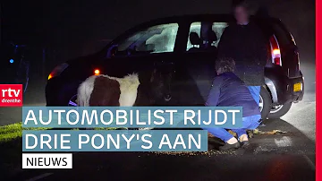 Pony's doodgereden in Erica en VVN wil snelheid provinciale weg omlaag  | RTV Drenthe