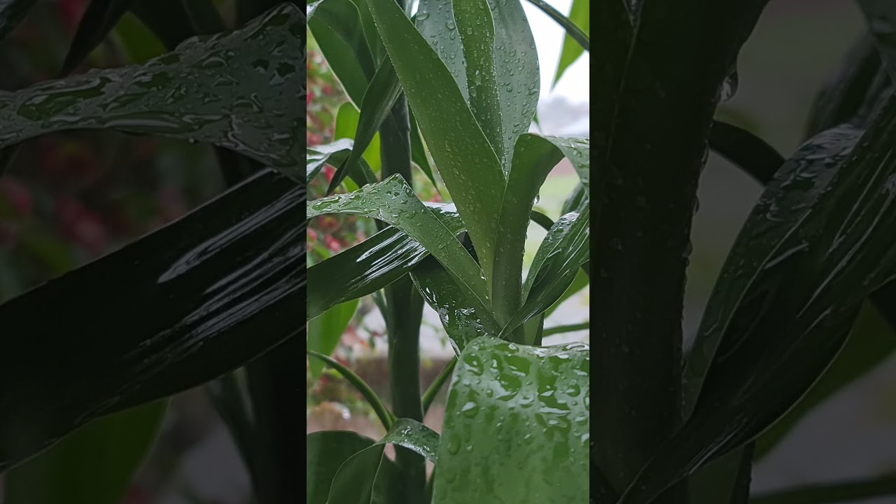 Relaxation Soothing Sleep music Insect | Relief | Stress free | Deep Sleep Relaxation