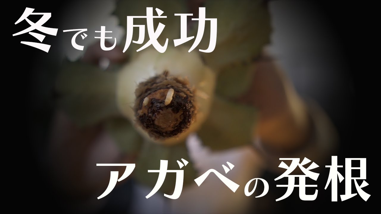 【アガベの発根】冬でもアガベの根は出せる！