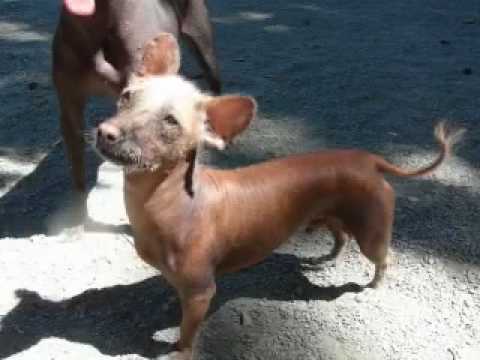Rique Xoloitzcuintli For Adoption 