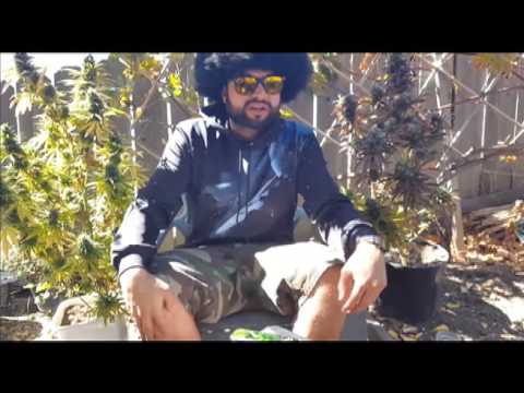 Master Bong BBGH Review