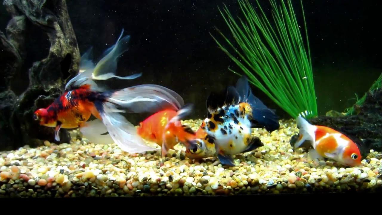 Fancy Goldfish Aquarium Tank setup YouTube