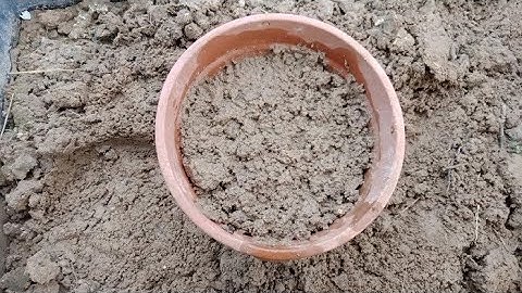 Cách Gieo Hạt Hoa Thược Dược