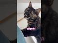かわいい　#shorts #cat #猫 #サビ猫　#ねこ　#茶トラ
