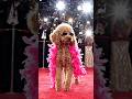 #so cute #puppy new I #can very sad