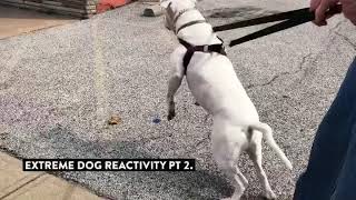 miracle k9 training