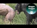 Hairless Chimp Jambo Gets Bitten In The Butt