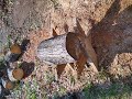 Ambrosia Maple Platter Wood Turning