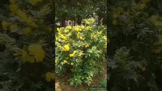 Tecoma flower plant in pot vs Ground #tecoma #yellowflowers #shorts