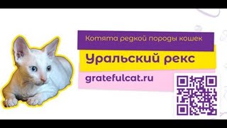 Ласковые кошки уральский рекс!